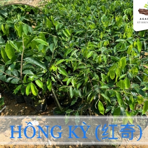Đầu Tư Cây Kỳ Hải Nam: Cơ Hội Làm Giàu Từ Trầm Hương Thiên Nhiên
